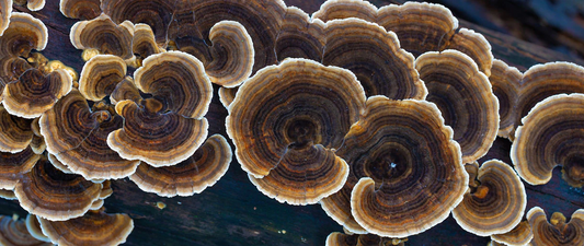 Turkey Tail Mushroom: A Natural Immunomodulator