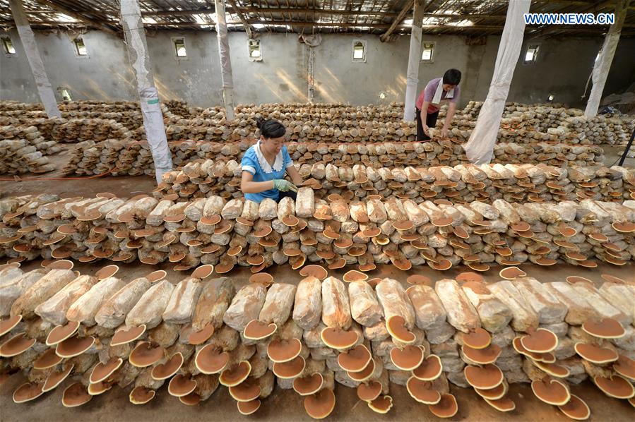 Exploring Ganoderma's Geographic Variability: Unlocking Lingzhi's Power