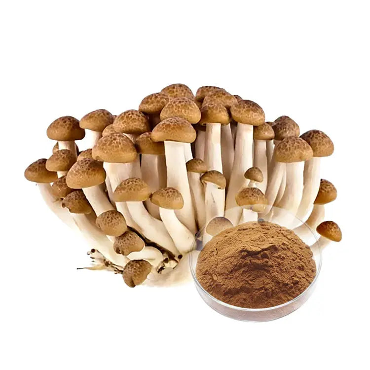 Agrocybe Aegerita Mushroom Extract Mushroom Extracts