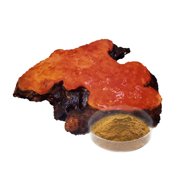 Antrodia Cinnamomea Extract Mushroom Extracts