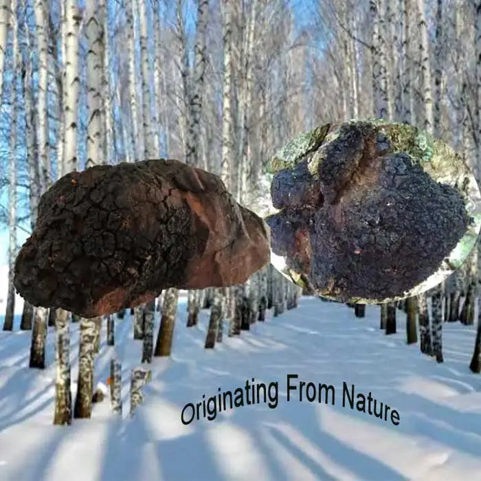 Chaga Extract Powder Mushroom Extracts