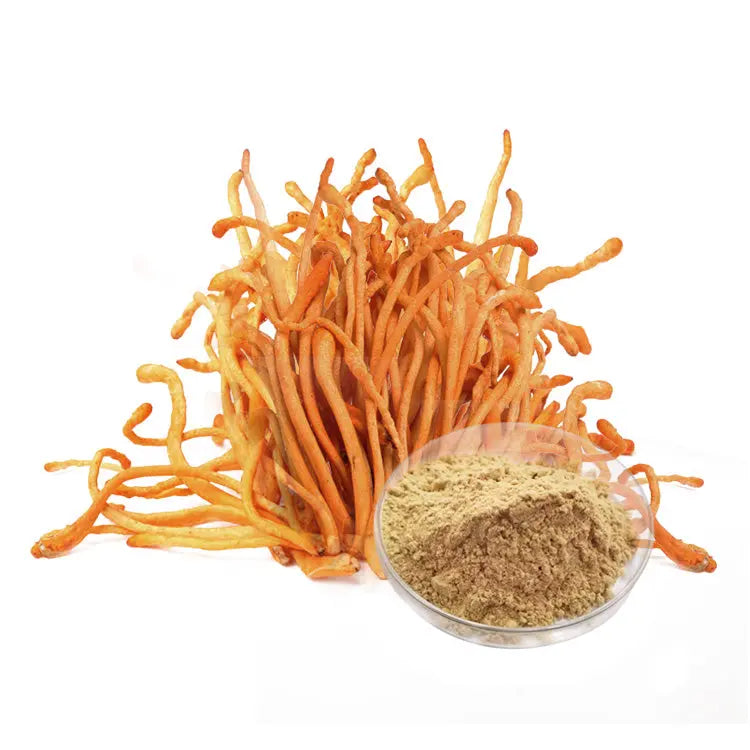 Cordyceps Militaris Extract Mushroom Extracts