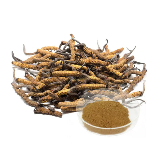 Cordyceps Sinensis Extract Mushroom Extracts