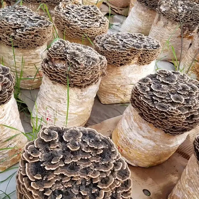 (Coriolus Versicolor) Turkey Tail Mushroom Extract Mushrooms Extract
