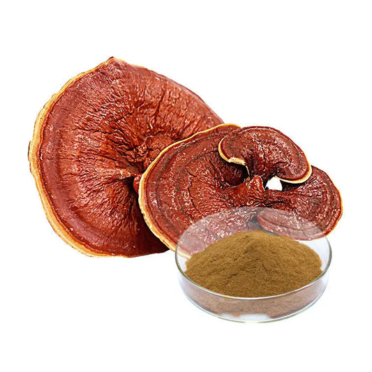 Ganoderma Lucidum Reishi Mushroom Extract Mushroom Extracts