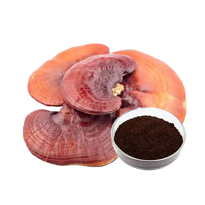 Ganoderma Lucidum Spore Powder Mushroom Extracts