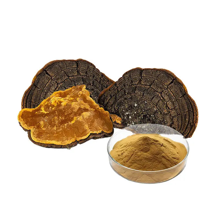 Phellinus Igniarius Extract My Store