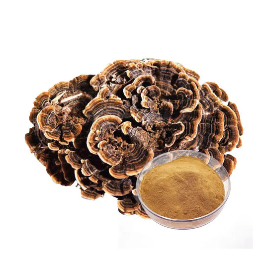 (Coriolus Versicolor) Turkey Tail Mushroom Extract Mushrooms Extract